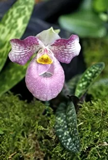 Paphiopedilum Micranthum x Vietnamense Orchid