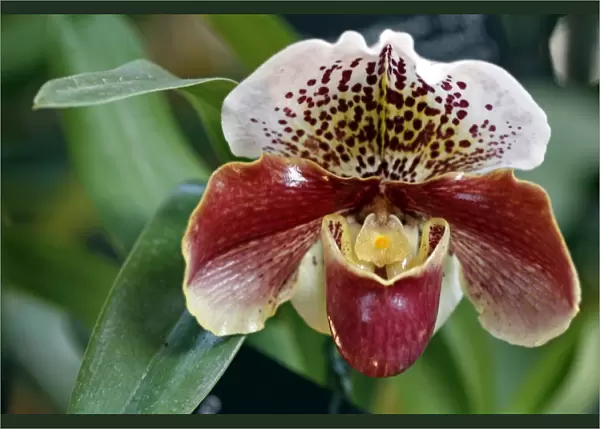 Paphiopedilum, Winston Churchill, Indomitable Orchid