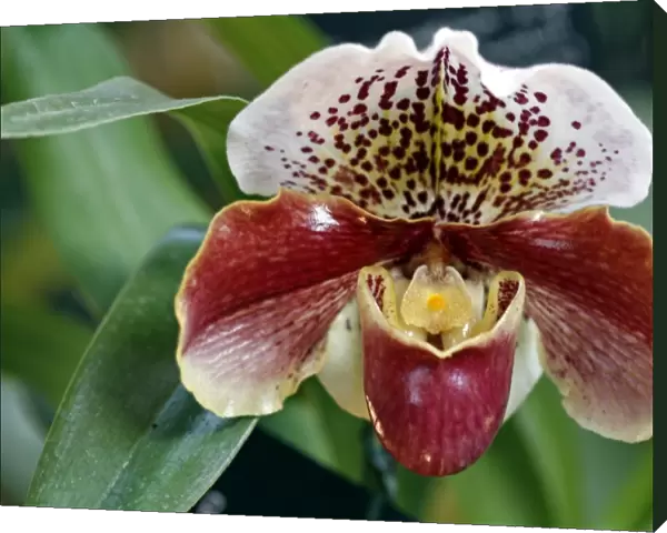 Paphiopedilum, Winston Churchill, Indomitable Orchid