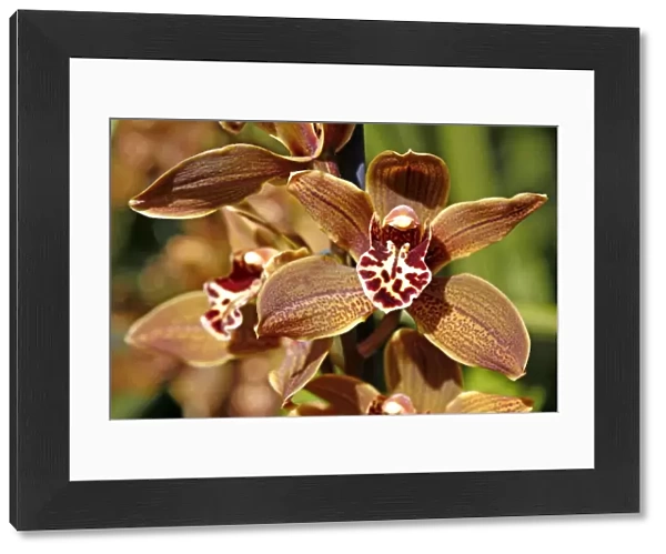 Miniature Cymbidium, Samares Lewes Orchid