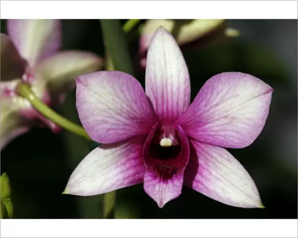 Dendrobium Polar Fire Orchid