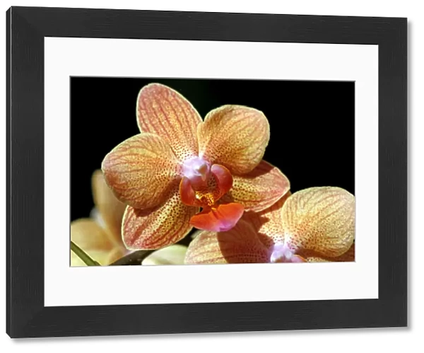 Phalaenopsis Star Orange, Sung low Orchid