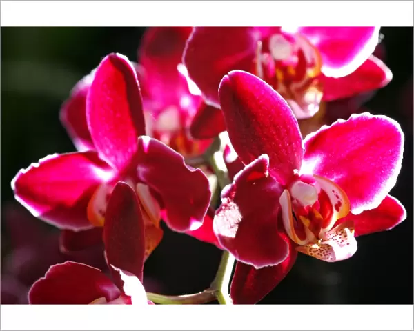 Doritaenopsis Taida Pearl Orchid