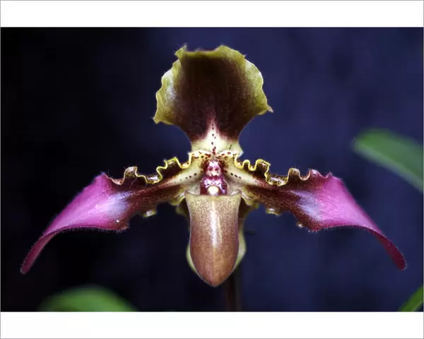 Paphilopedilum Esquirolei Orchid