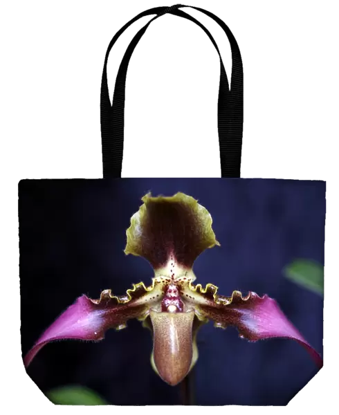 Paphilopedilum Esquirolei Orchid