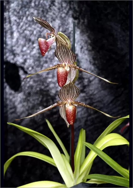 Paphiopedilum Rothschildiamum Orchid