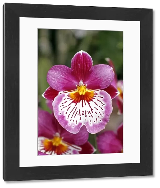 Miltoniopsis Bouvet Orchid
