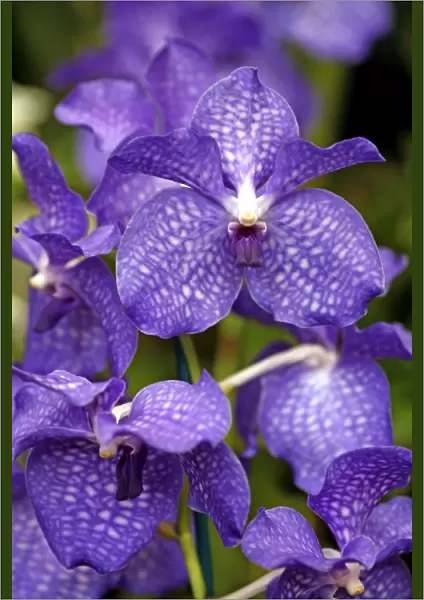 Vanda Blue Magic Orchid
