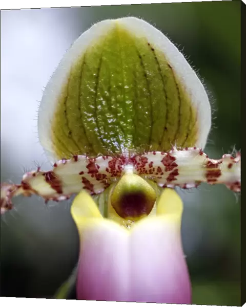 Pahiopedilum Pinocchio Orchid