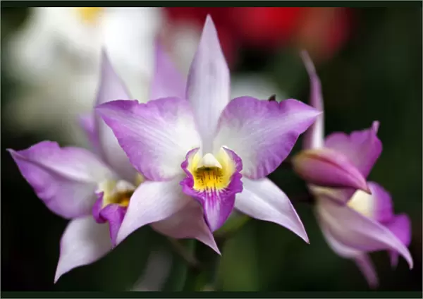 Iwanagaara Apple Blossom Orchid