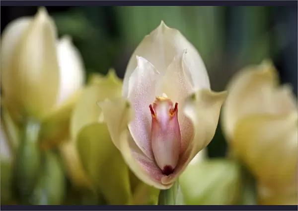 Angulocaste Augres Orchid