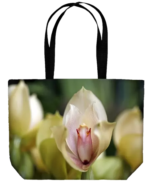 Angulocaste Augres Orchid