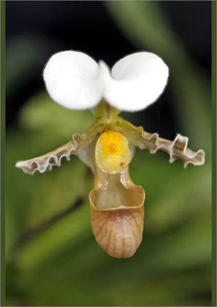 Paphiopedilum Tranlienianum Orchid