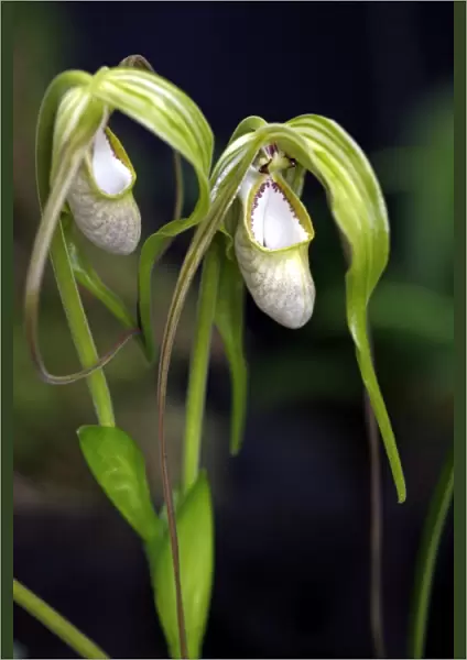 Phragmipedium Wallisii Orchid