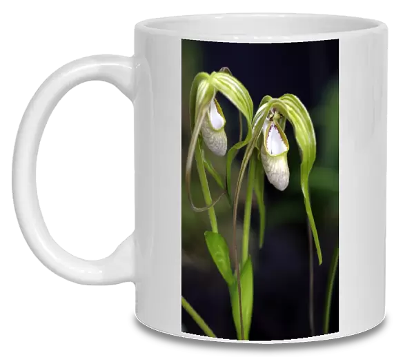 Phragmipedium Wallisii Orchid