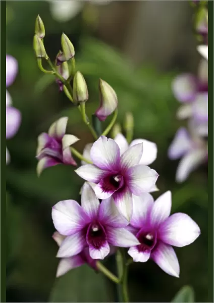 Dendrobium Raspberry Delight Orchid