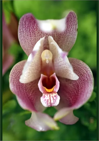 Anguloa Dubia x Lycaste Lumianii Orchid