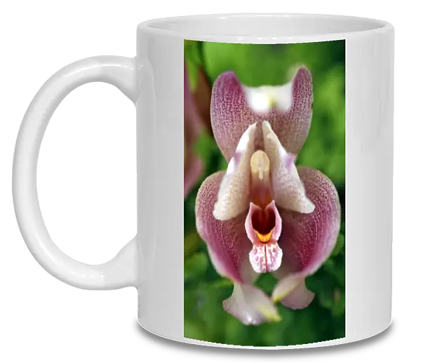 Anguloa Dubia x Lycaste Lumianii Orchid