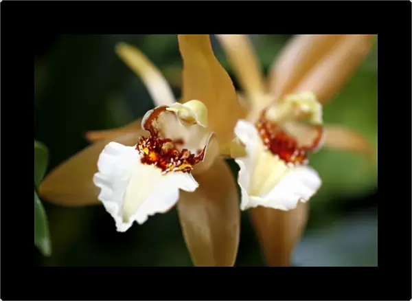 Coelogyne Lawrenceana Orchid