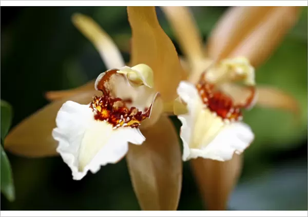 Coelogyne Lawrenceana Orchid