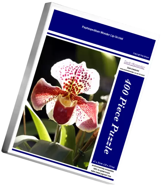 Paphiopedilum Wonder Lip Orchid