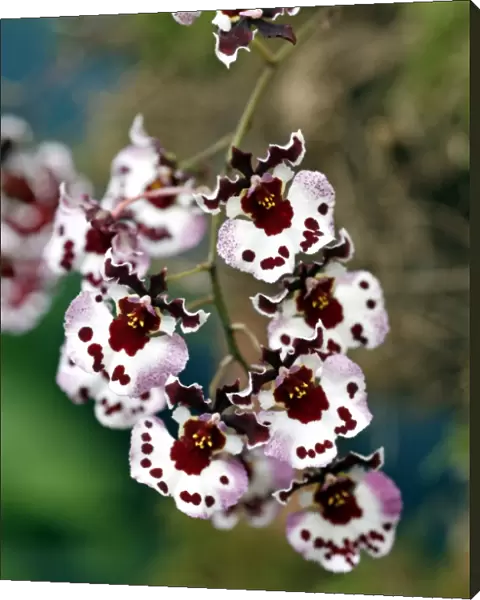 Tolunnia Polka Dot Orchid