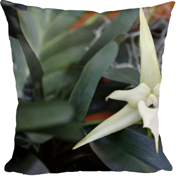 Angraecum Sesquipedale Orchid