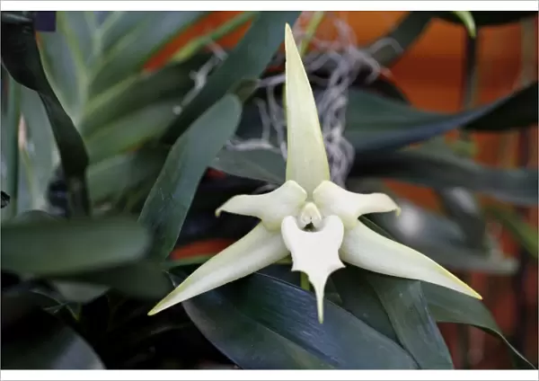 Angraecum Sesquipedale Orchid