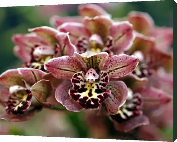 Cymbidium Vogels Magic Orchid