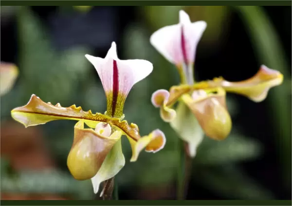 Paphiopedilum Lathamianum Rex Orchid