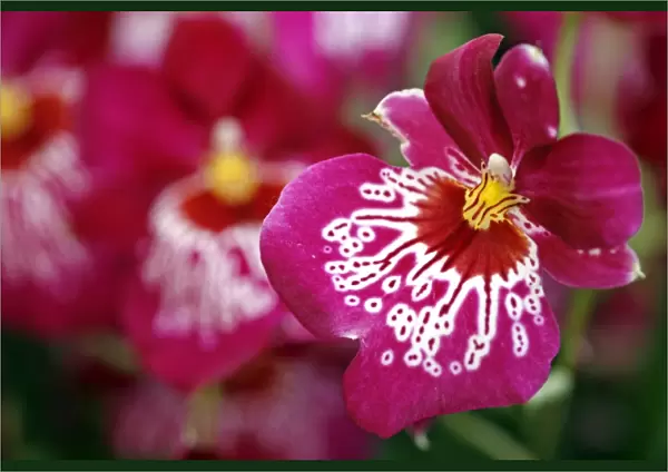 Miltonia Firewater Butterfly Orchid