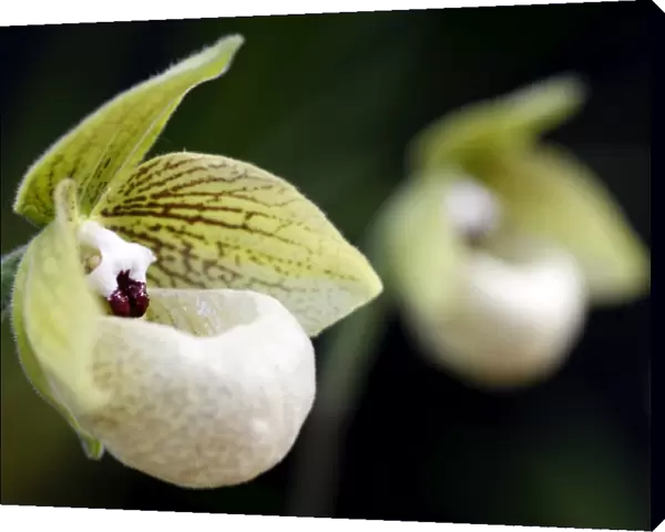 Paphiopedilum Malipoense Orchid