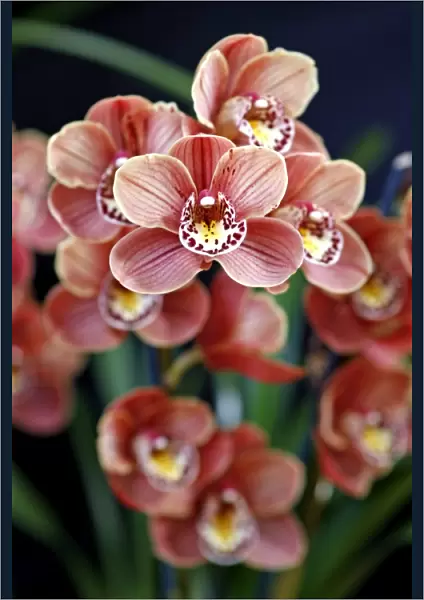 Cymbidium, Devon Lord, Viceroy Orchid