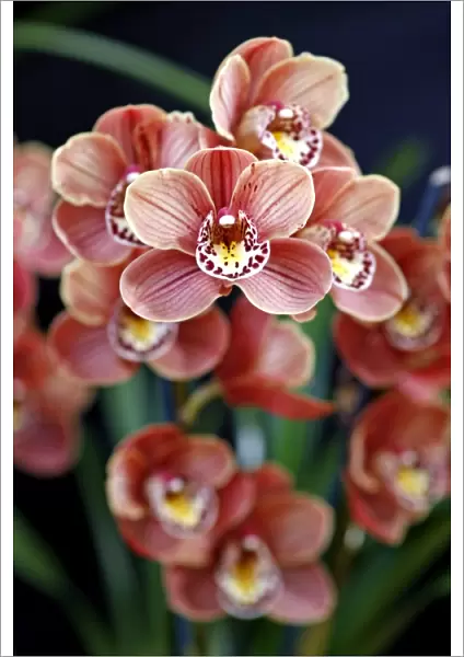 Cymbidium, Devon Lord, Viceroy Orchid