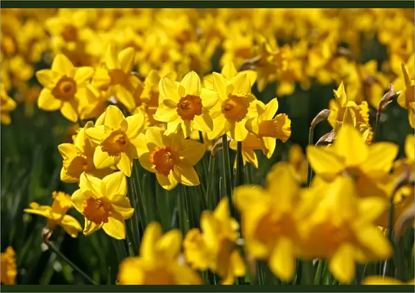 Yellow Daffodils blooming in spring