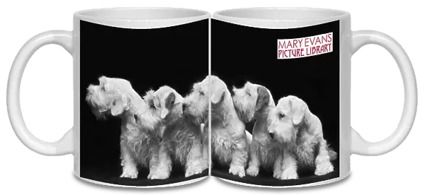 Puppies mug picture