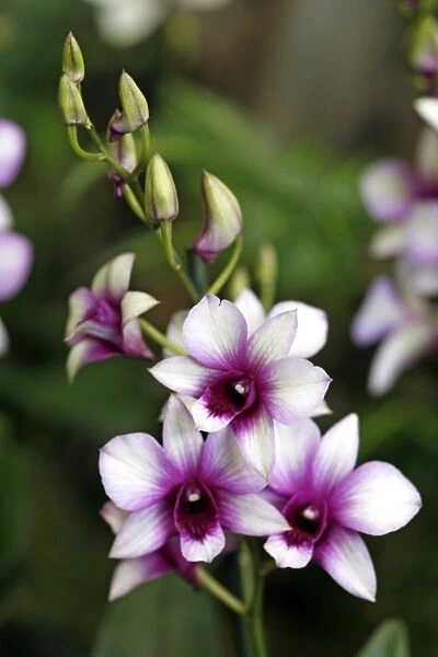 Dendrobium Raspberry Delight Orchid