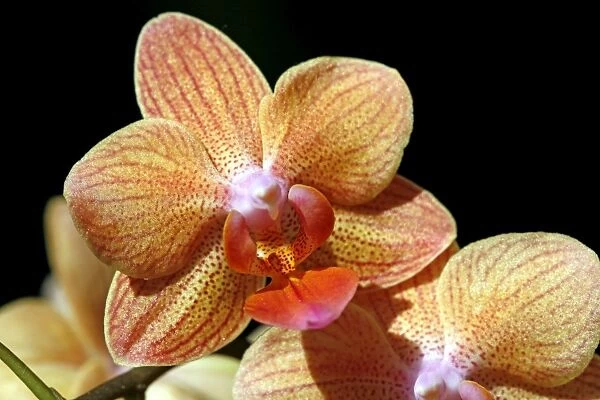 Phalaenopsis Star Orange, Sung low Orchid