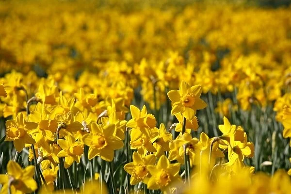 Yellow Daffodils blooming in spring