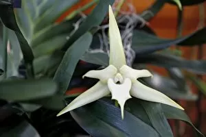 Images Dated 22nd March 2009: Angraecum Sesquipedale Orchid