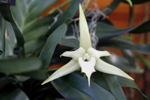 <b class=qtipBold><figcaption>Angraecum Sesquipedale Orchid</figcaption></b><br><em>© Paul Brown</em> Angraecum Sesquipedale Orchid