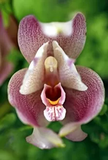 Orchids Collection: Anguloa Dubia x Lycaste Lumianii Orchid
