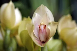 <b class=qtipBold><figcaption>Angulocaste Augres Orchid</figcaption></b><br><em>© Paul Brown</em> Angulocaste Augres Orchid