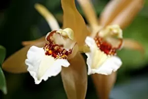 Orchids Collection: Coelogyne Lawrenceana Orchid