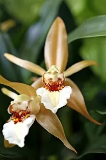 Orchids Collection: Coelogyne Lawrenceana Orchid