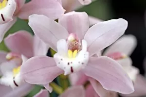 Orchids Collection: Cymbidium, Castle of May, Pinkie Orchid