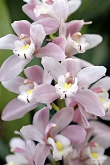 Orchids Collection: Cymbidium, Castle of May, Pinkie Orchid
