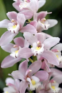 Cymbidium, Castle of May, Pinkie Orchid