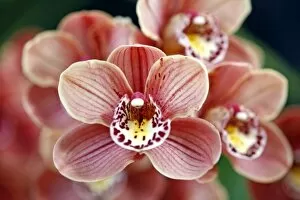 Orchids Collection: Cymbidium, Devon Lord, Viceroy Orchid