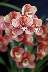 Cymbidium, Devon Lord, Viceroy Orchid